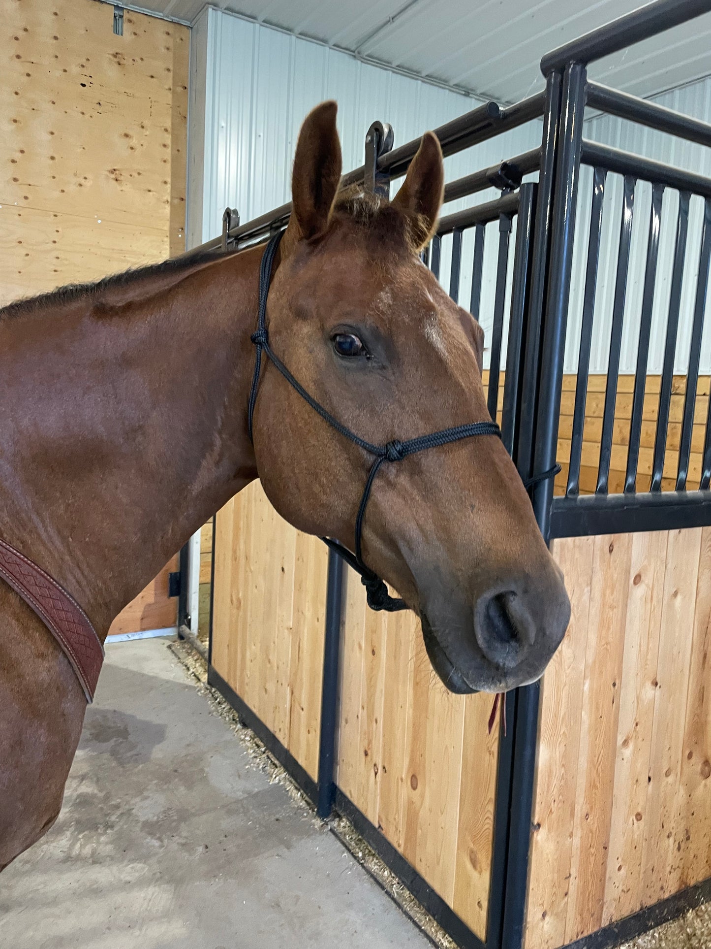 Rope halter and lead rope.