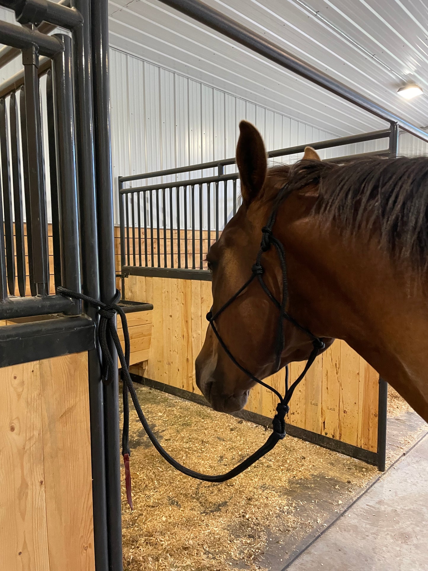 Rope halter and lead rope.