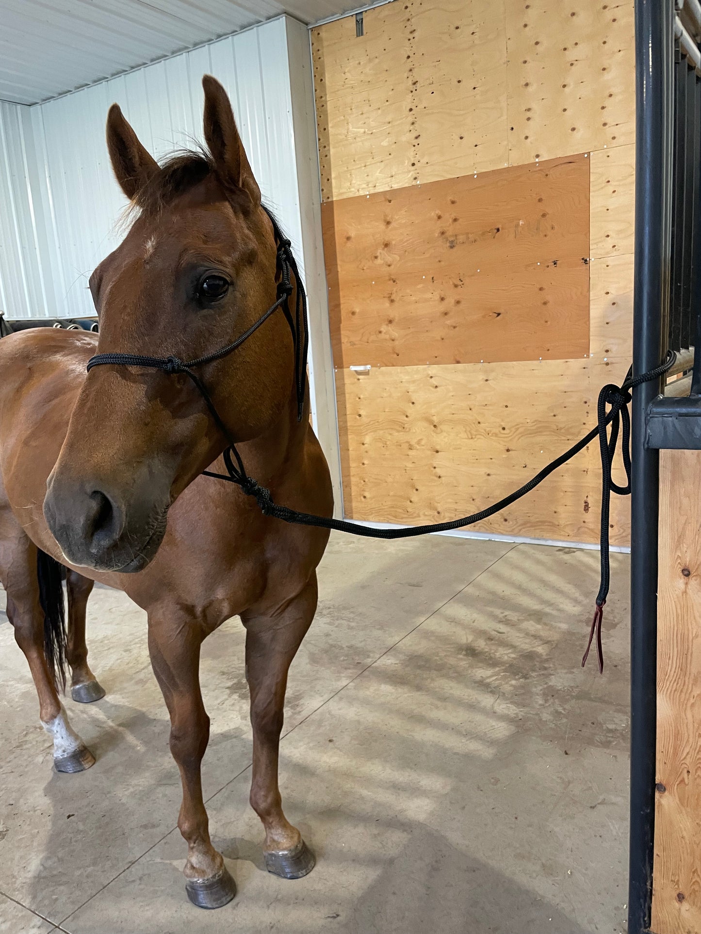 Rope halter and lead rope.