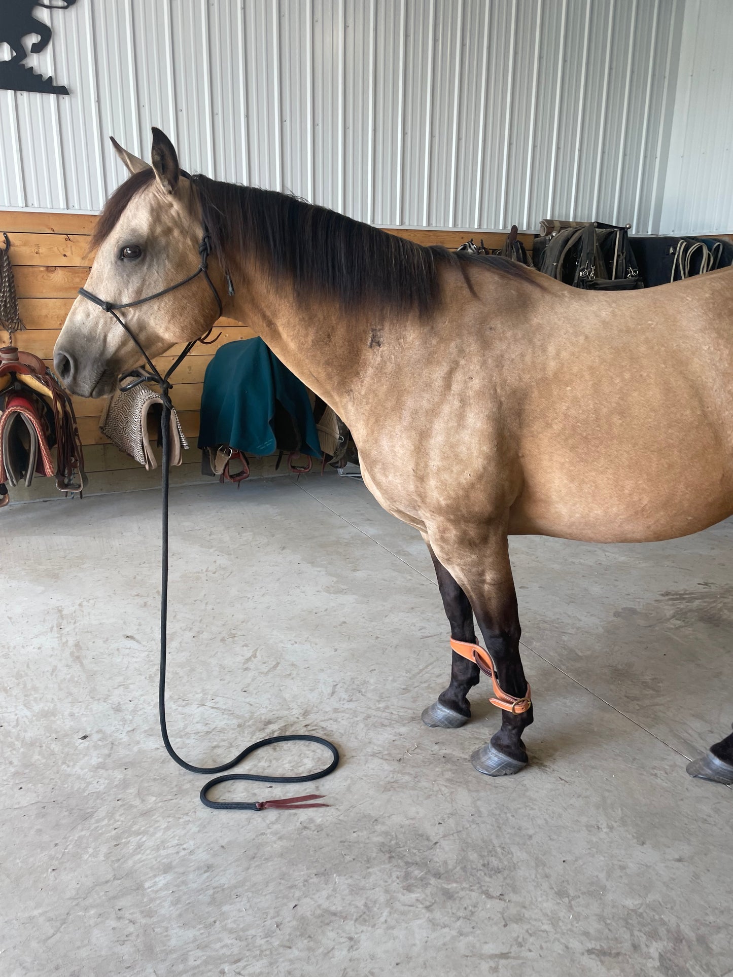 Figure 8 Leather Horse Hobble